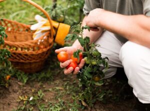 Saiba como fazer uma horta orgânica no seu quintal