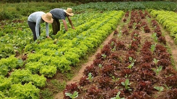 A Importância da Agricultura Familiar na Economia e na Produção de Alimentos