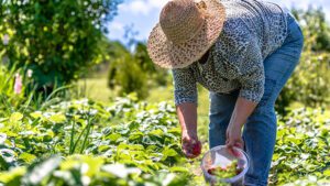 Como começar a estruturar e plantar as culturas no seu sítio